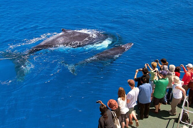 Full Day Bacardi Whale Watching - End Season March 30th - The boat-to-hotel rhythm: how the day stays easy