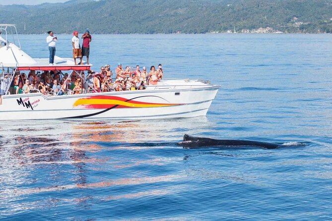 Full Day Bacardi Whale Watching - End Season March 30th - End-of-season timing: March 30 is the whale cutoff
