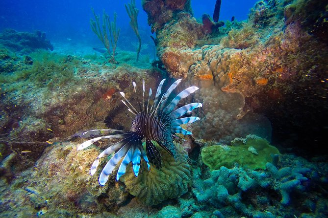 Full-Day Catalina Island Scuba Diving Tour from Punta Cana - Key Things I’d Do First (and Why)