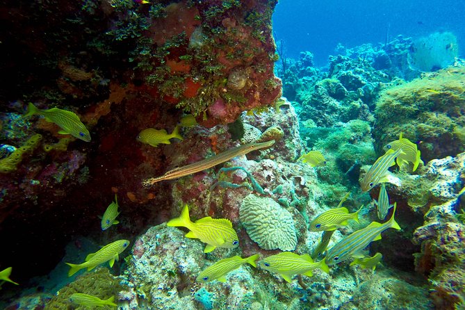 Full-Day Catalina Island Scuba Diving Tour from Punta Cana - Moto Catamaran Timing, Shuttle Reality, and Comfort Tips