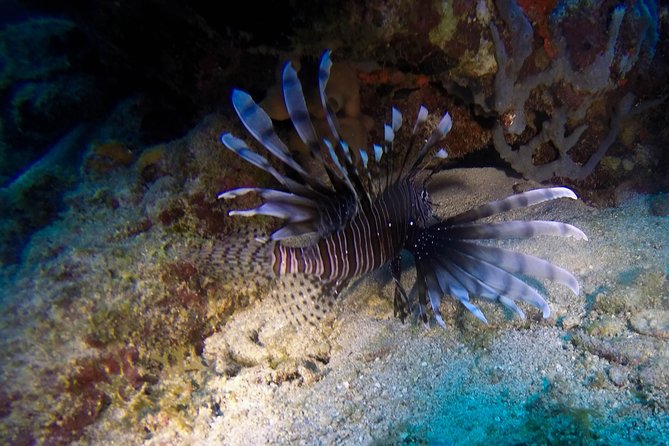 Full-Day Catalina Island Scuba Diving Tour from Punta Cana - Price and Value: Is $130.50 Worth It?
