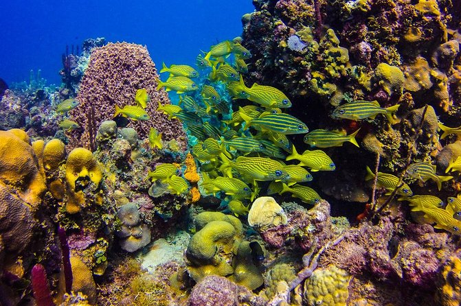 Full-Day Catalina Island Scuba Diving Tour from Punta Cana - Getting Your Gear Sorted (and What the Rules Mean)