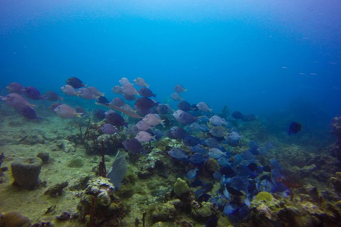 Full-Day Catalina Island Snorkeling Tour from Bavaro - Snorkeling time on the water: gear, guides, and what to expect underwater