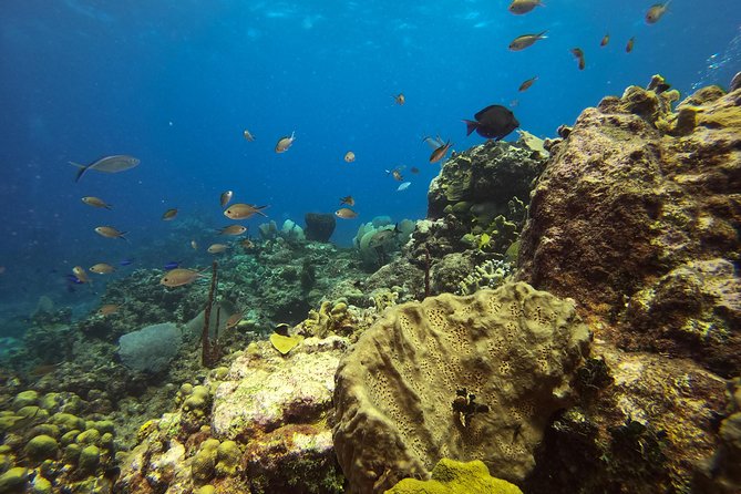 Full-Day Catalina Island Snorkeling Tour from Bavaro - Catalina Island beach break: loungers, lobster stories, and real beach time