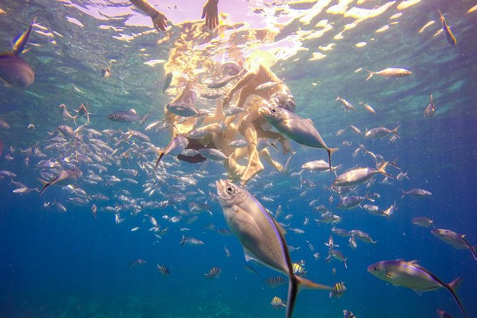 Full-Day Catalina Island Snorkeling Tour from Bavaro - Crowd size and comfort: where the tour can feel great or tight