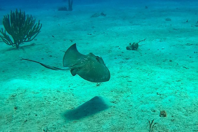 Full-Day Catalina Island Snorkeling Tour from Bavaro - Who should book this Catalina snorkeling day from Punta Cana/Bavaro