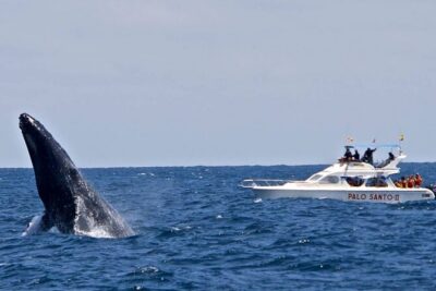 Full-Day Whale Watching Tour in Samana Bay from Cabeza de Toro - Samaná Bay whale watching: what you’re really hunting for