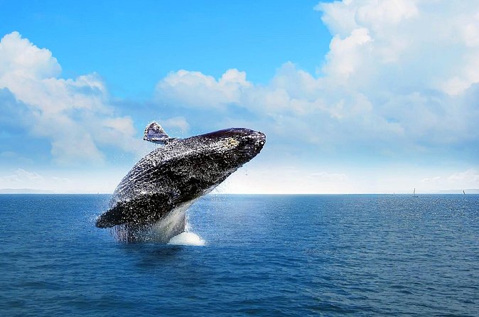 Full-Day Whale Watching Tour in Samana Bay from Cabeza de Toro - Who should book this tour (and who might regret it)