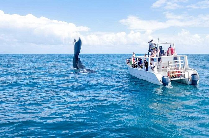 Full-day Whale watching Tour in Samana Bay from Punta Cana - Cayo Levantado beach break: two hours is just enough