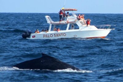 Full-day Whale watching Tour in Samana Bay from Punta Cana - Getting from Punta Cana: early start, pickup, and group size