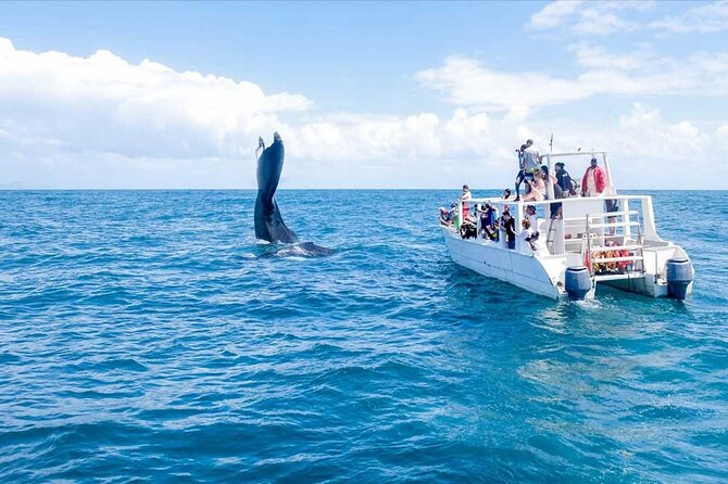 Full-day Whale watching Tour in Samana Bay from Punta Cana - El Limón Waterfall via safari, ranch lunch, and the ride in