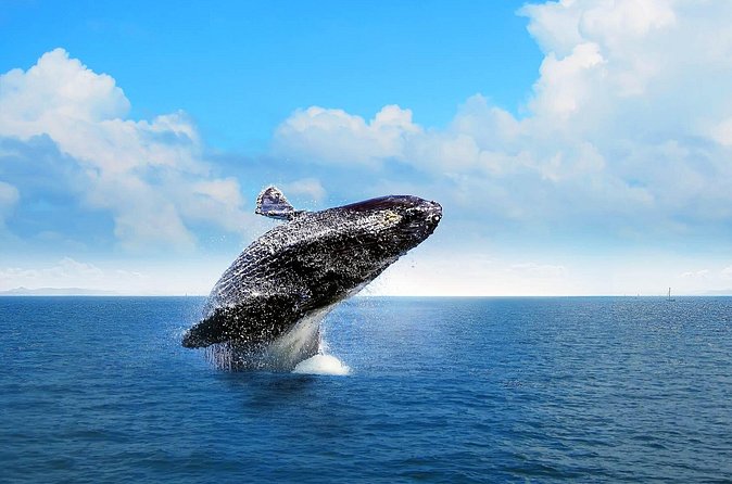 Full-day Whale watching Tour in Samana Bay from Punta Cana - Price and value: where the $150 makes sense (and where it can feel steep)
