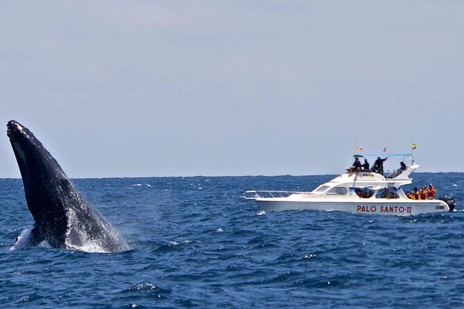 Full-day Whale watching Tour in Samana Bay from Punta Cana - Who this tour suits best