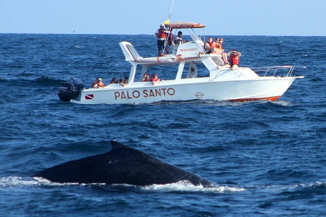 Full-day Whale watching Tour in Samana Bay from Punta Cana - Getting from Punta Cana: early start, pickup, and group size