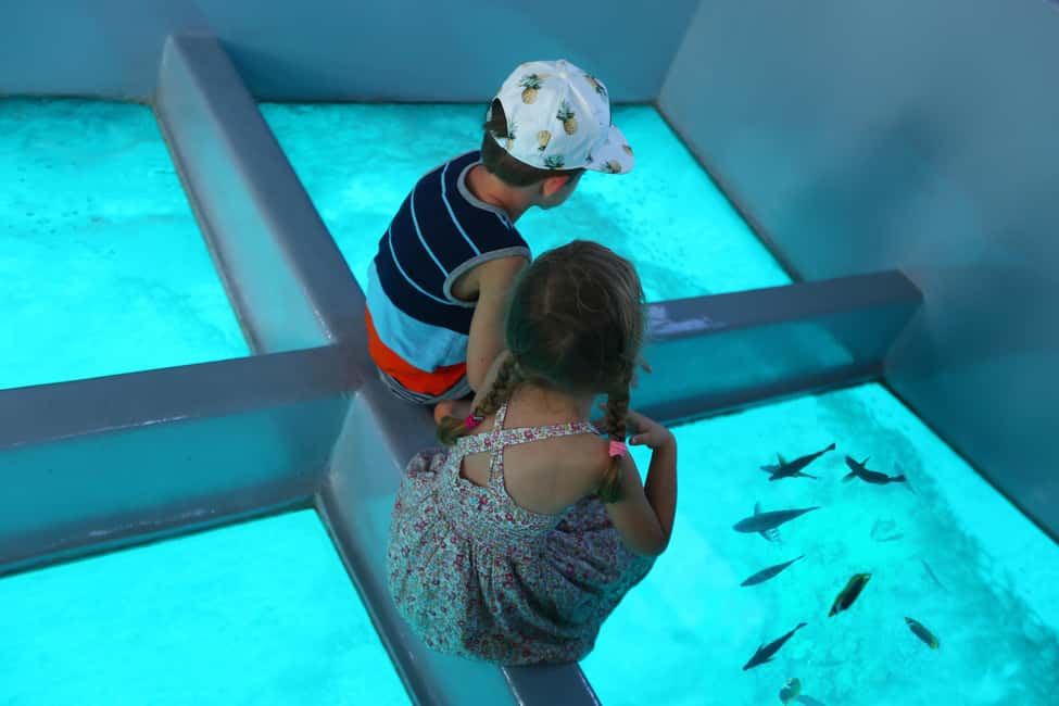 Glass Boat Adventure In Punta Cana - Dolphin Viewing and the Natural Pool Stop: what these moments offer