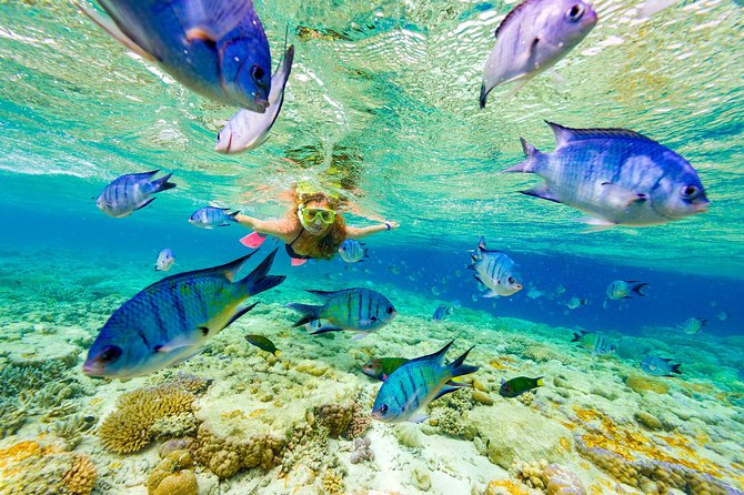 Great Snorkeling Cruise with Sharks & Stingray Encounter and Natural Pool - Punta Cana by catamaran: what this day is really like