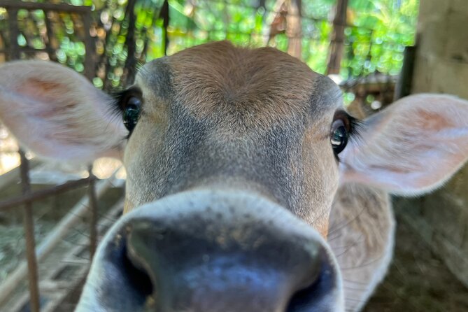 Half Day Safari and ATV or horses from Punta Cana - Playa Limon: virgin beach time that feels like a reward
