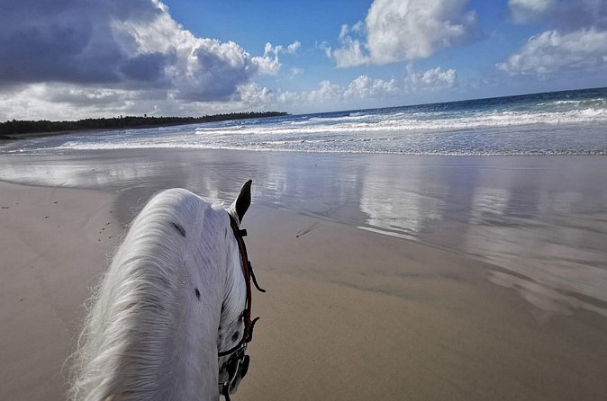 Horse Riding Experience through El Limon Beach - Pickup from Punta Cana hotels: when “easy logistics” matters
