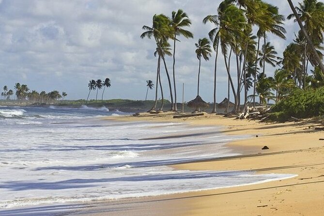Horseback Riding at Macao Beach - The forest trail to Macao Beach: when the scenery changes fast
