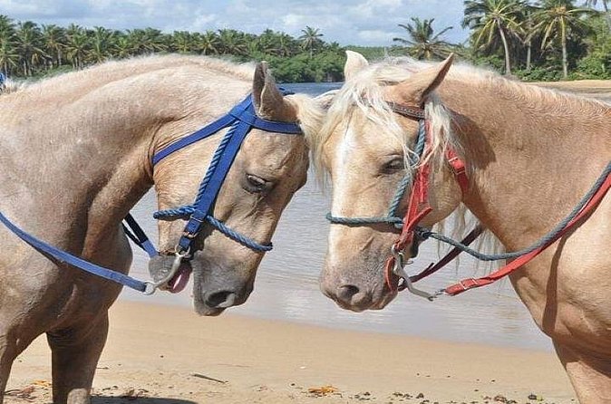 Horseback Riding to Maimon River from Punta Cana - Maimon River Mouth: Fresh Meets Salt