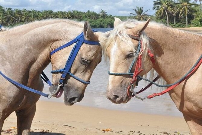 Horseback Riding to Maimon River from Punta Cana - Group Size and Pace: What Max 100 Means