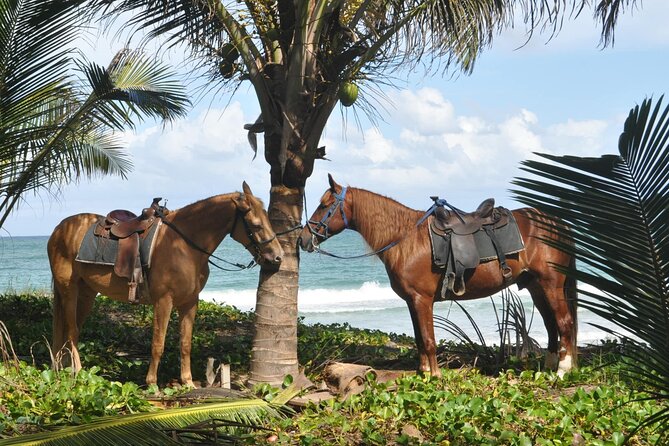 Horseback Riding Tour on the Beaches of Punta Cana - The Ranch Start: Meet the Horses and Other Farm Animals