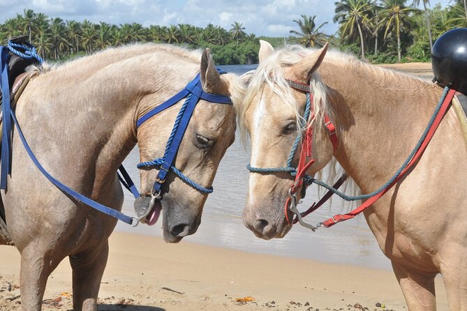 Horseback Riding Tour on the Beaches of Punta Cana - How the Guides Keep It Fun and Under Control
