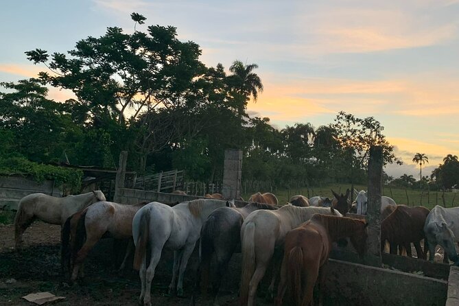 Horseback Riding with Pickup from Punta Cana - Arriving at Rancho Papito: Pickup, Start Time, and First Impressions