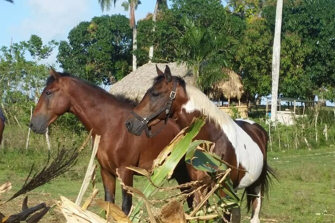 Horseback Riding with Pickup from Punta Cana - Mountains, Countryside, and an Optional Riverside Moment