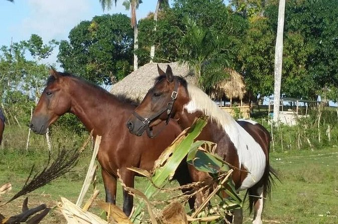 Horseback Riding with Pickup from Punta Cana - Who Should Book This Horseback Ride?