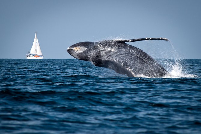 Humpback whales Watching + Samana Eco-Tour - Key things that make this tour worth considering