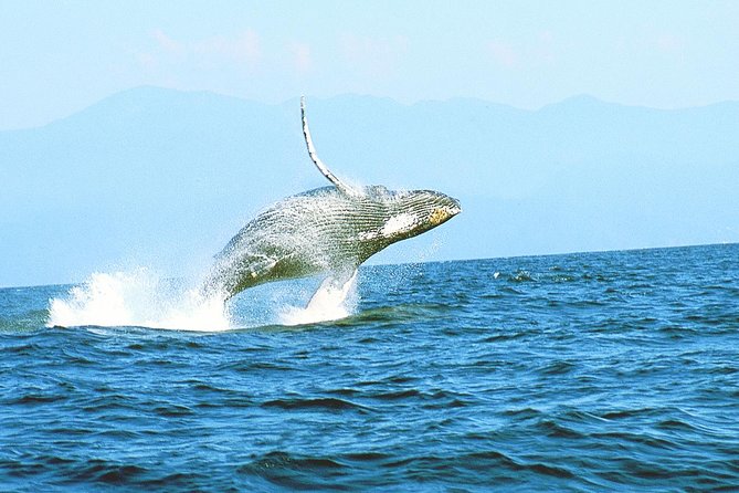 Humpback whales Watching + Samana Eco-Tour - Why Samana Bay is one of the Dominican Republic’s best humpback whale bets