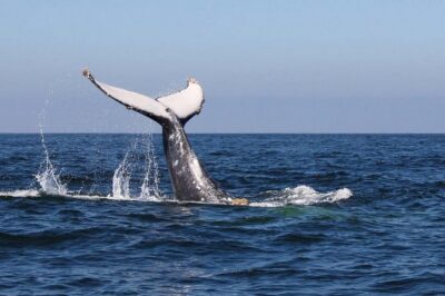 Humpback whales Watching + Samana Eco-Tour - Price and logistics from Punta Cana: what $165 actually buys you