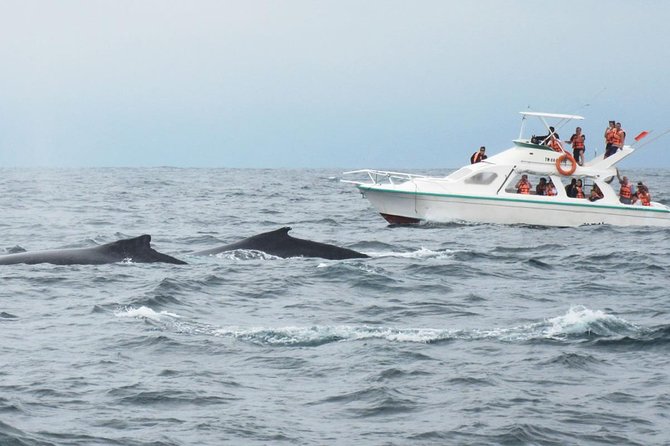 Humpback whales Watching + Samana Eco-Tour - Should you book the Humpback Whales Watching + Samana Eco-Tour?