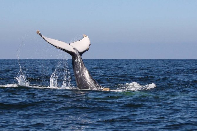Humpback whales Watching + Samana Eco-Tour - Price and logistics from Punta Cana: what $165 actually buys you
