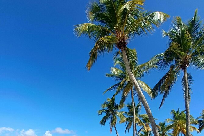 Los Haitises National Park, Montaña Redonda & Bacardi Island - Los Haitises National Park: Caves, Taino Roots, and Mangroves with Real Wildlife Energy