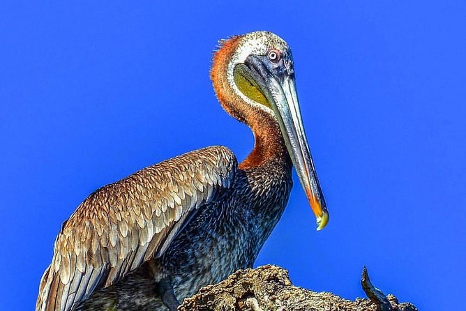 Los Haitises National Park Tour from Punta Cana Montana Redonda and Cano Hondo - Conservation reality check: bring your expectations down a notch