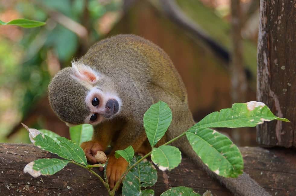 Monkey Encounter + ATV Riding Adventure – Puerto Plata - Key Highlights at a Glance