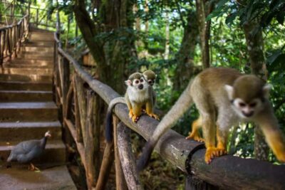 Monkey Encounter + ATV Riding Adventure – Puerto Plata - ATV Off-Road Riding in Puerto Plata: Mud, backroads, and mountain-trail fun