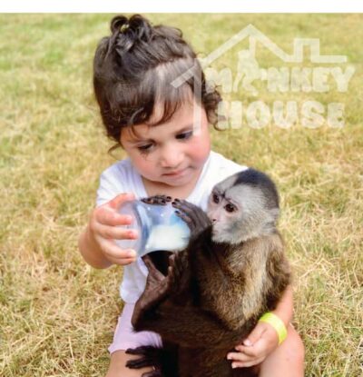 Monkey House VIP – An exclusive experience in Punta Cana - Getting to Monkey House VIP from Punta Cana