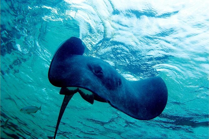 Pirates of the Caribbean Cruise- Snorkel, Sharks & Stingrays - Shark Island and the Treasure Hunt: More Than One Reason to Go