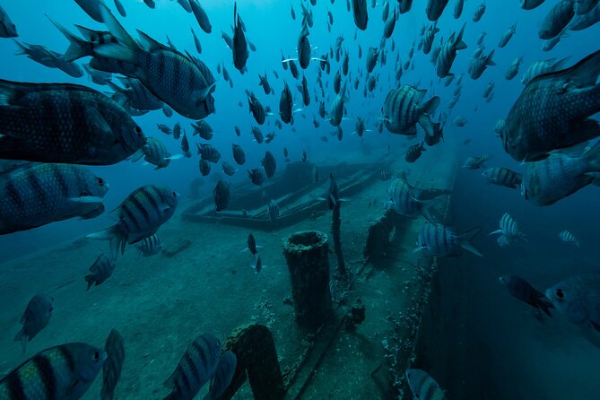 Private Bayahibe 3 Tank Diving with Lunch from Punta Cana - Caribbean-side route: why this Punta Cana outing feels easier on the body