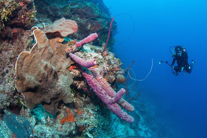 Private Bayahibe 3 Tank Diving with Lunch from Punta Cana - Should you book this tour?