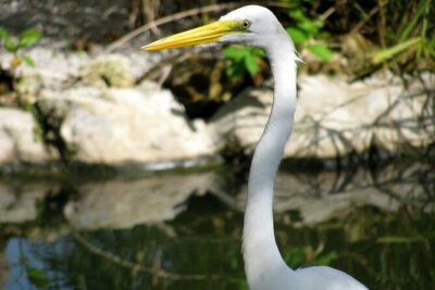 Private Boat Nature Tour of Limón Beach and Lagoon - Stop 1: cruising Limón Lagoon Nature Preserve on calm water