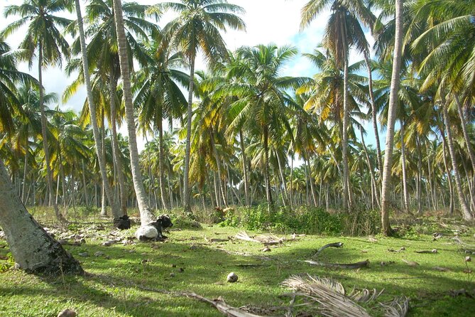 Private Boat Nature Tour of Limón Beach and Lagoon - Pickup, timing, and comfort for a full 7-hour nature day