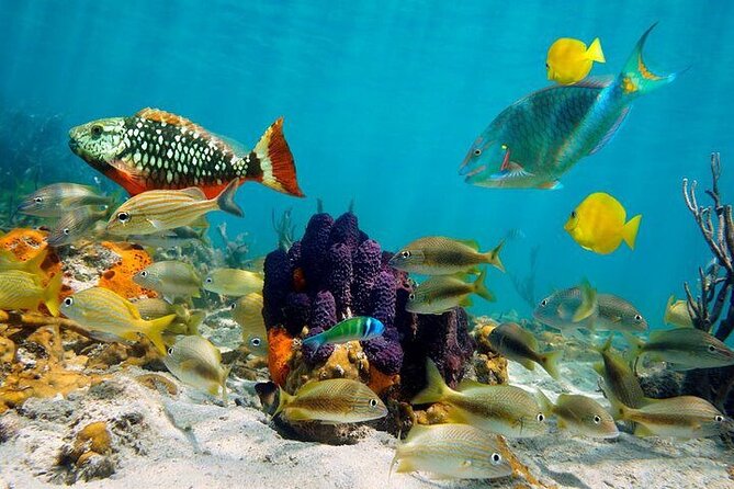 Private Party Boat with Snorkeling in Playa Bibijagua - Service Level: What the Crew Seems Best At