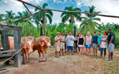 Punta Cana: Bavaro Runners Safari Tour - Sugarcane plantation stop: oxen, grinding, and how rum really starts