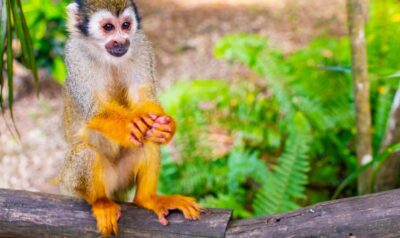 Punta Cana Buggy Tours Cenote Cave, Beach - Why Shoulder-Sitting Feels Different Than Typical Zoo Time