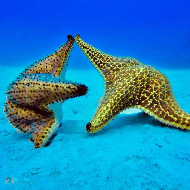 Punta Cana: Catalina Island Day Trip with Snorkeling - Who this tour suits best