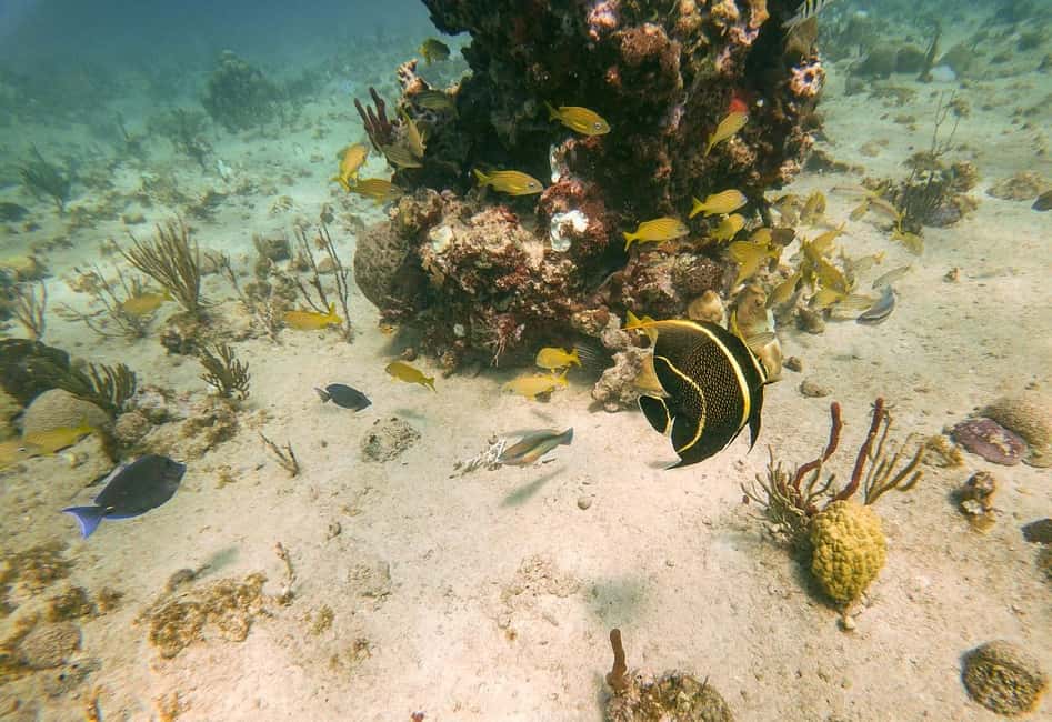 Punta Cana: Catalina Island Trip with Snorkeling - Value for $63: What You’re Paying For (and What You’re Not)